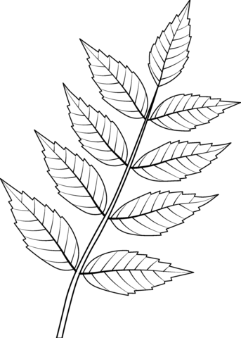 Common Ash Leaf Coloring Page